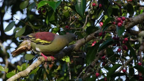 batiendo sus alas y mirando a su alrededor, la paloma de pico grueso treron curvirostra probó una fruta y saltó subiendo al árbol, dentro del parque nacional kaeng krachan en tailandia