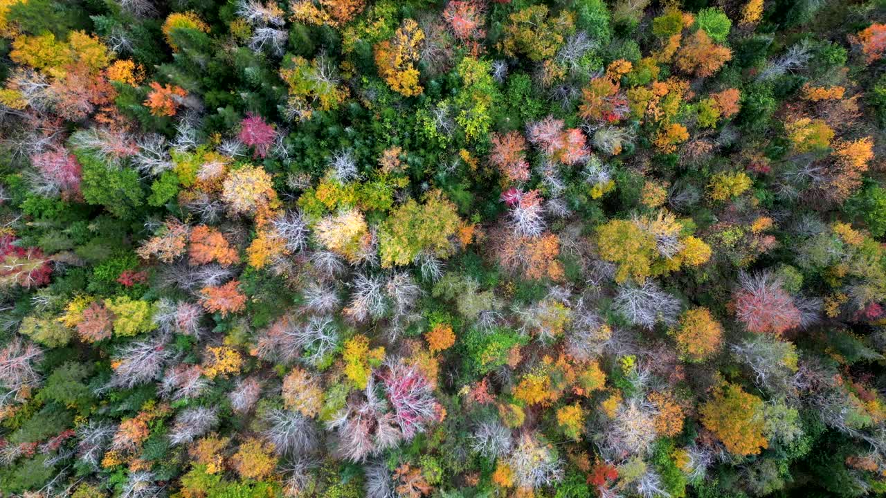 Fall colored red green yellow and leafless trees, drone top down bird's eye view texture of the forest