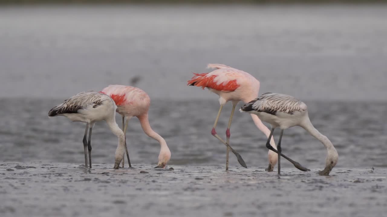 Adults and juvenile Chilean flamingos foraging together in mudflats; low-angle panning shot, shallow DOF
