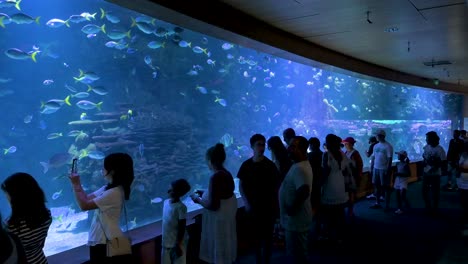 at a crowded marine fish gallery, people admire hundreds of fish species at the oceanografic in the city of arts and sciences, valencia. this attraction stands as europe’s largest oceanographic park.