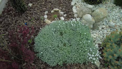 the-camera-looks-down-and-walks-through-a-green-garden-with-pine-cones