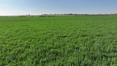 4k drone flight over a lush field of alfalfa hay ready for cutting