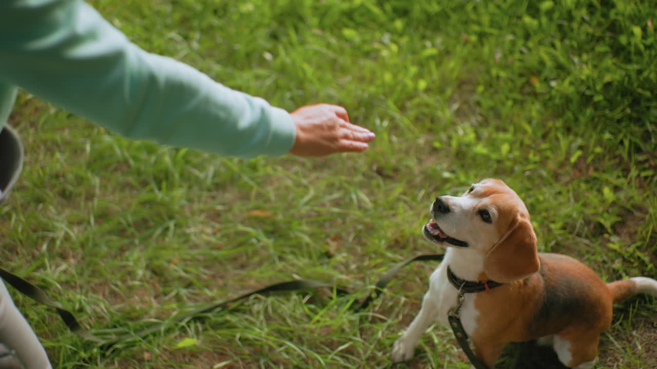 Woman in sportswear training playful beagle dog on green grass field teaching how to jump over height obstacle during energetic outdoor session on bright sunny day