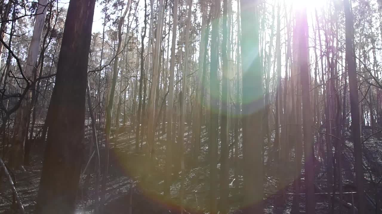 Travelling of an eucalyptus forest burnt down after big fire in Vigo, Galicia , Spain 2019