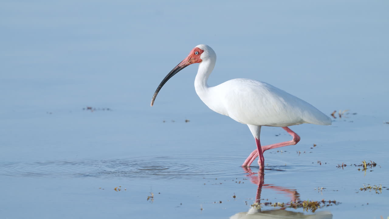 White Ibis Dipping Bill in Water by Seaweed 2