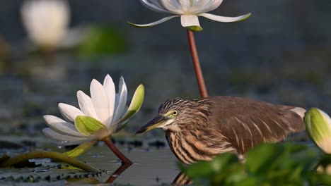 Indian-Pond-heron-Fishing-in-water-lily-pond