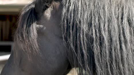 close up on side profile and eye of a black long-haired horse