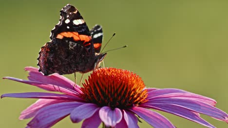 Red-Admiral-Butterfly-Ernähren-Sich-Vom-Nektar-Des-Purpursonnenhuts---Nahaufnahme