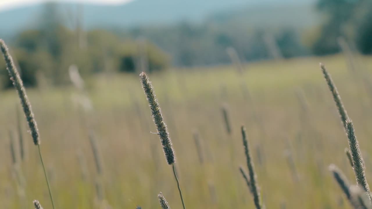 Moody  Handheld Slow Motion Shot Of Grass Heads Waving In Field With Mountains In Background Cinematic HD