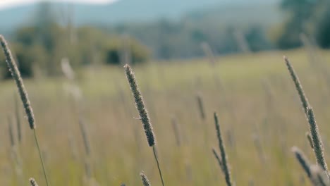 moody  handheld slow motion shot of grass heads waving in field with mountains in background cinematic hd