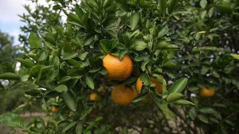 dolly out of camera in an orange tree