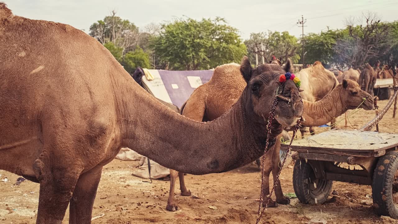 los camellos en pushkar mela el festival de la feria de camellos en el campo comiendo masticando. pushkar, rajasthan, india
