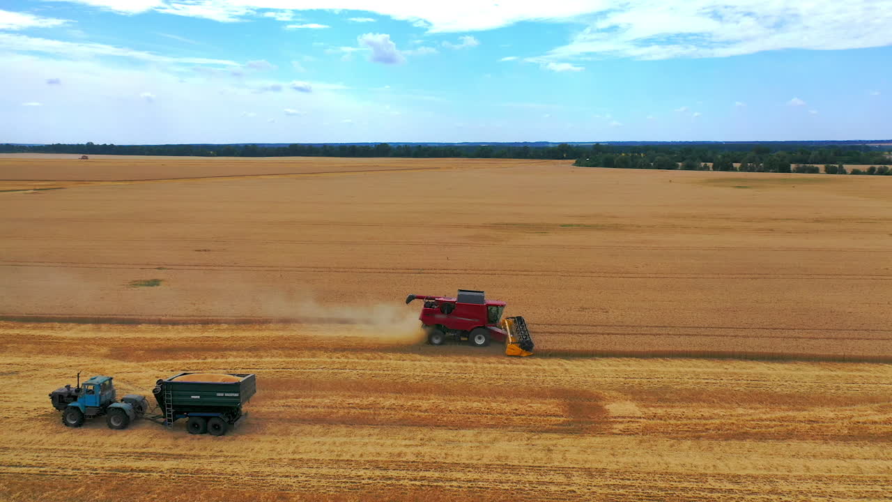 Agricultural machinery at seasonal works. Red combine harvester gathering ripe crop in the farmland in summer. Tractor with trailer full of grains moving on field.