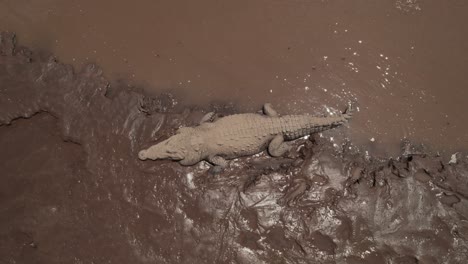 crocodile in mud riverbank costa rica boat tour