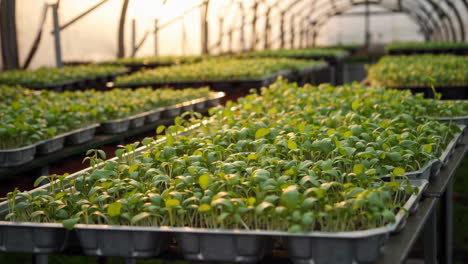seedlings growing in a greenhouse