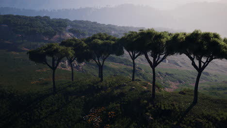 aerial panorama view to mago national park