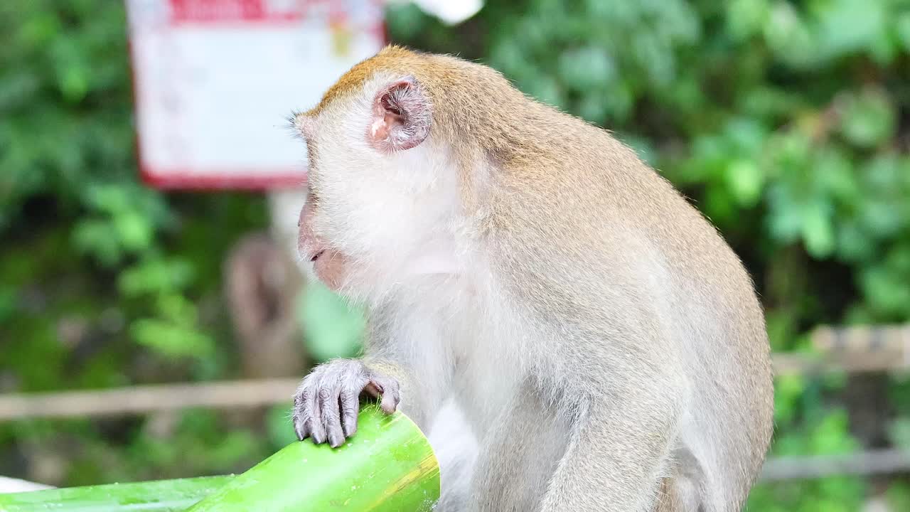 원이는 대나무 물체를 조사하고 상호 작용합니다.