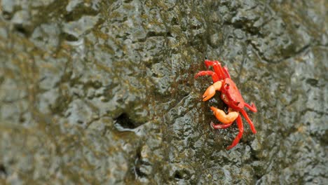 red crab on a wet rock eating away on a monsoon morning in western ghats