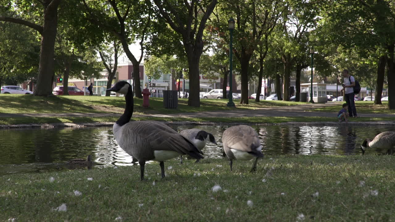 Goose eating in a park