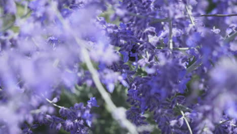 Nahaufnahme-Einer-Hummel,-Die-Pollen-Auf-Einer-Schönen-Blume-Sammelt