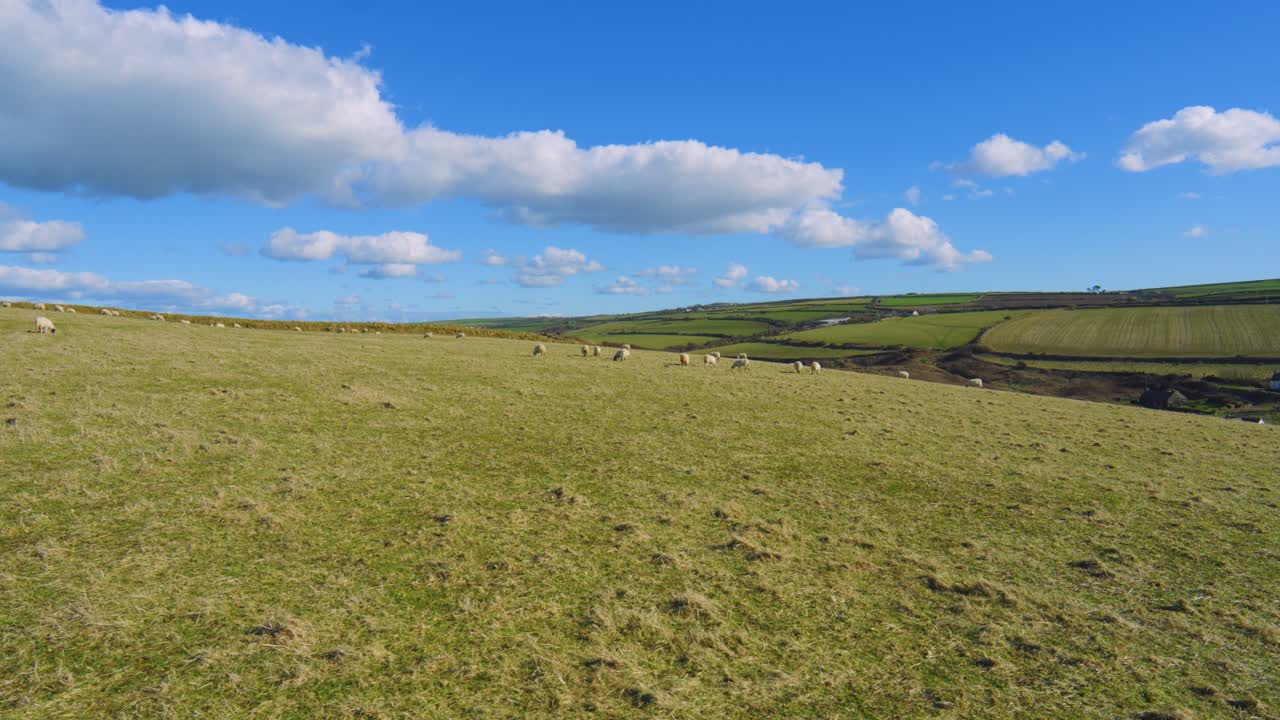 Wide Landscape of Agricultural Field with Sheep and Picturesque Clouds with Blue Sky and Rolling Hills in Rural Wales, UK.