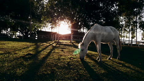 Caballo-Hembra-Blanco-Pastando-En-La-Zona-Rural-Durante-La-Hora-Del-Atardecer