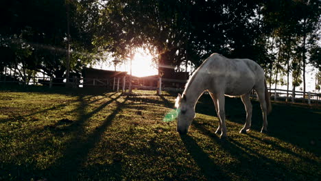 white female horse grazing in rural area during sunset hour