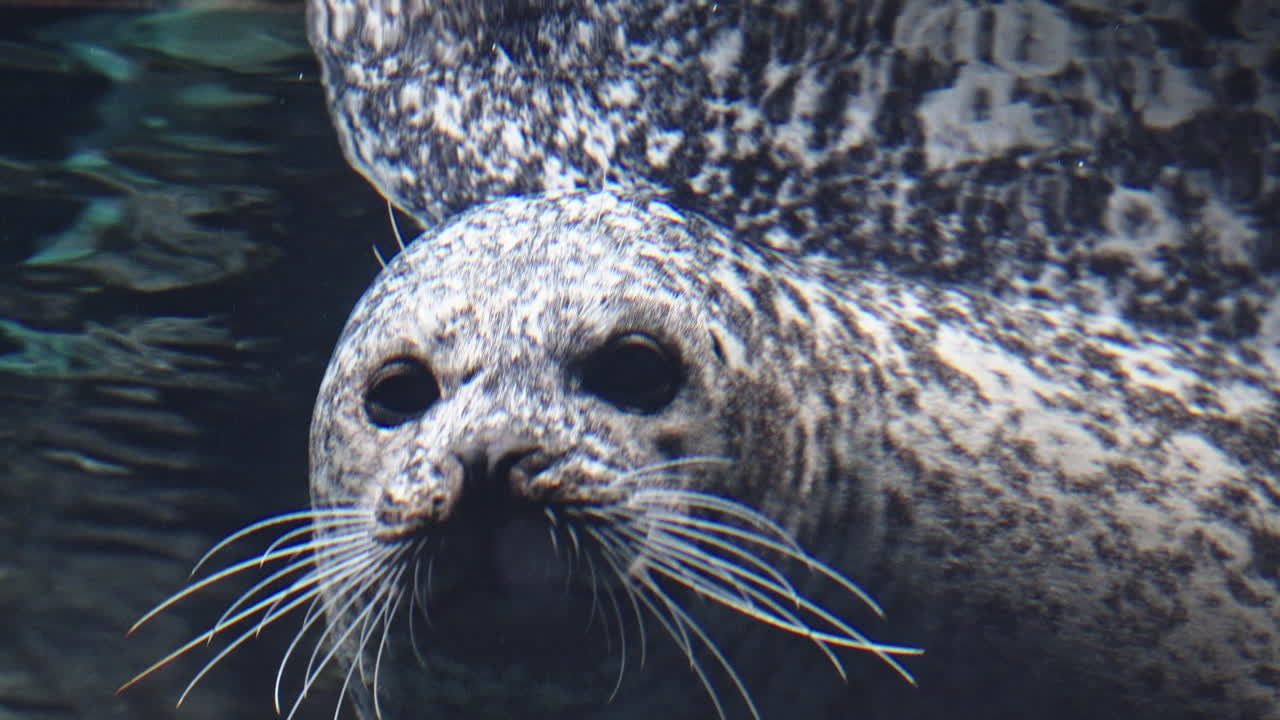 Curious harbor seal underwater, close-up view with soft lighting and serene mood