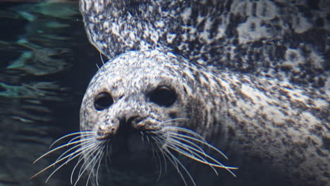 curious harbor seal underwater, close-up view with soft lighting and serene mood