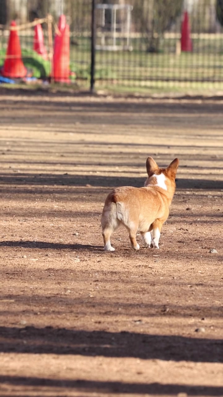 Perro enérgico recupera un juguete cerca de un árbol grande