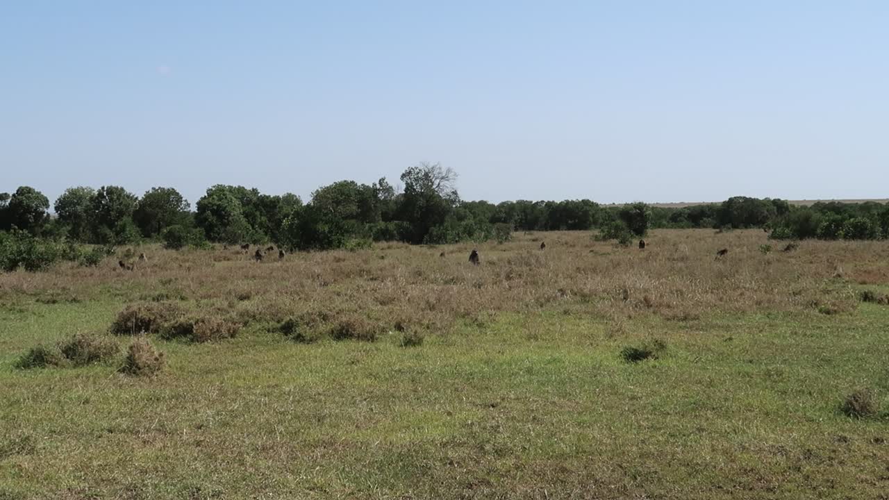 panning skudt over en flok vilde bavianer hviler i græsset