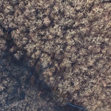 aerial view of trees background