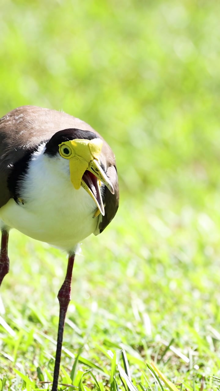 Uccello che canta posato nell'erba verde