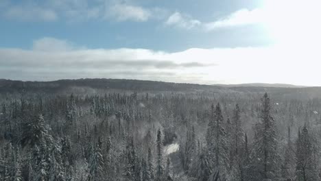 Snowing-forest-on-a-sunny-day