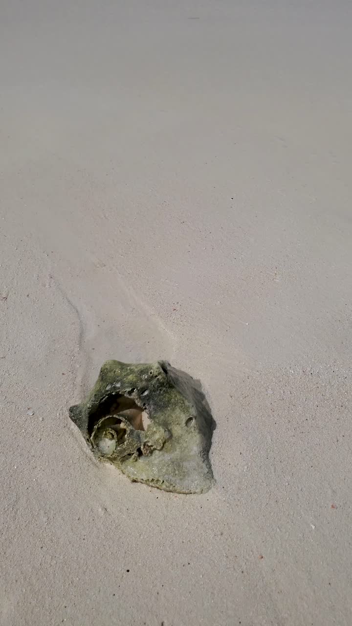 Seashell on a Tropical Beach