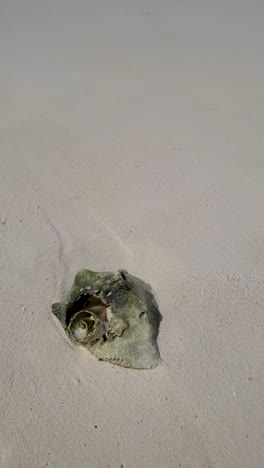seashell on a tropical beach
