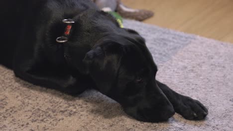 una foto de un labrador negro tratando de dormir en una alfombra rodeado de juguetes.
