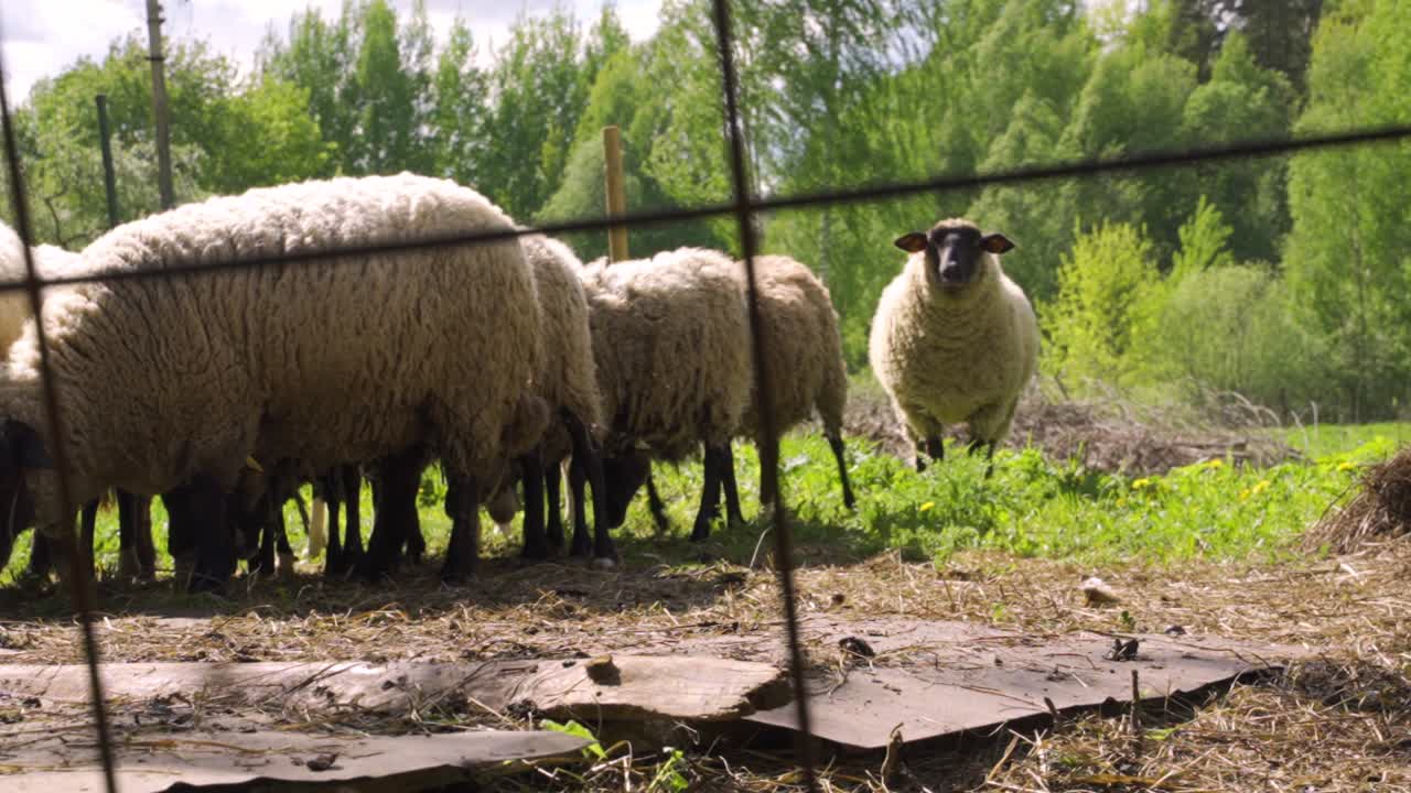 ovejas curiosas en alerta se enfocan en la cámara, ignoran las moscas mientras cuidan el rebaño