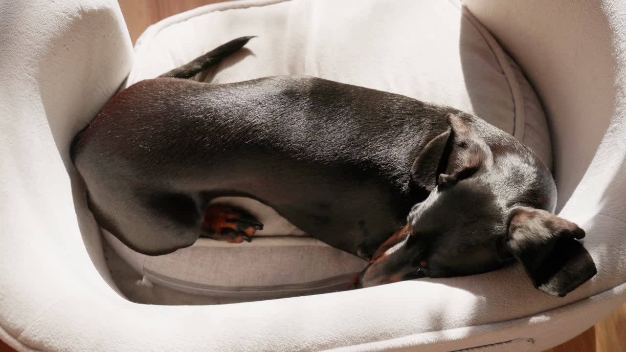 Wide shot capturing a black and tan dachshund lying comfortably in his bed, soaking up the warmth of the winter sun indoors.