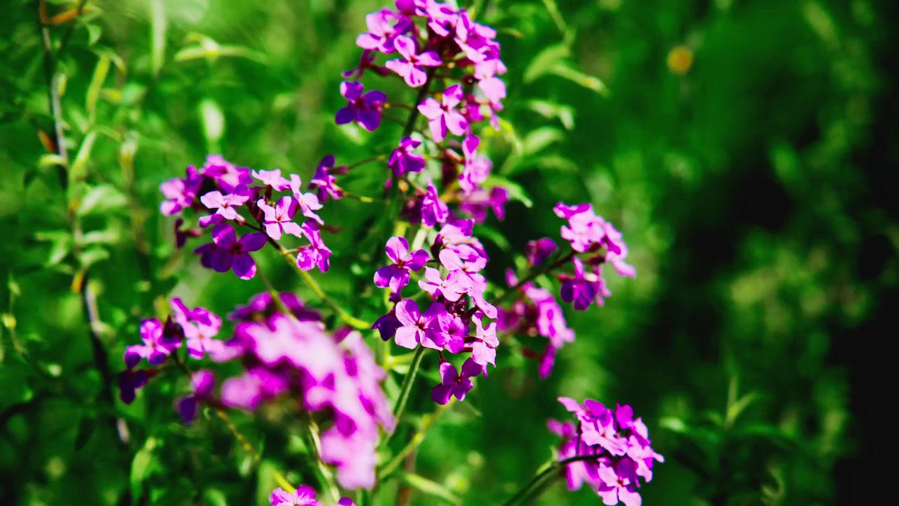 Fiori viola vivaci sbocciano tra un lussureggiante fogliame verde. La messa a fuoco morbida evidenzia petali delicati e luce naturale. Una leggera brezza muove leggermente i fiori. Perfetto per natura, primavera.