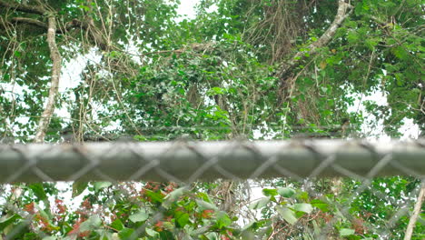 static-shot-of-metal-fence-and-trees