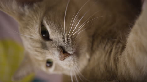 Cat-yawning-in-front-of-a-camera,-close-up-portrait-of-domestic-beautiful-animal