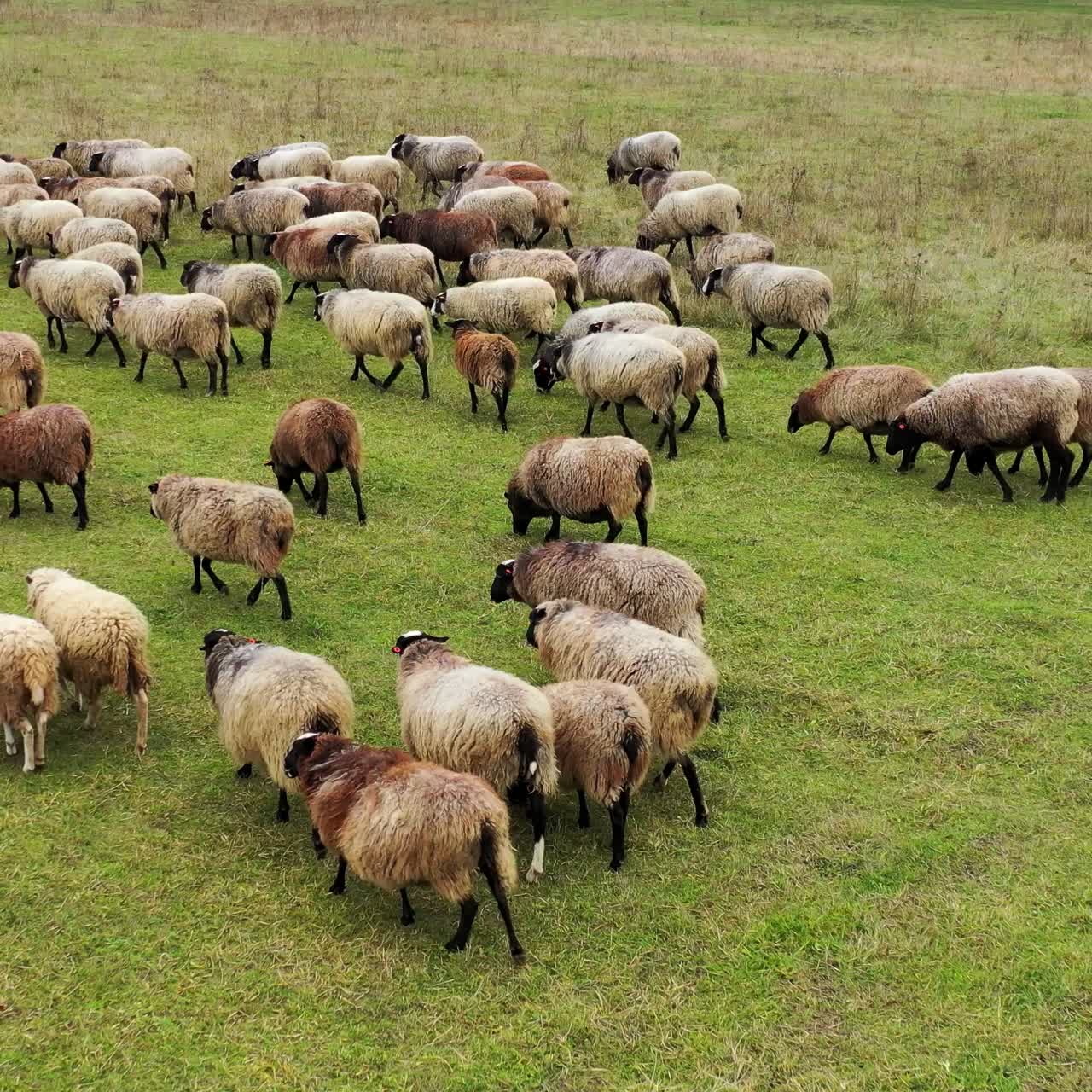 Herd of sheep walk on field. Group of nice domestic animals on pasture. Fluffy well-groomed sheep returning to farm from grazing.