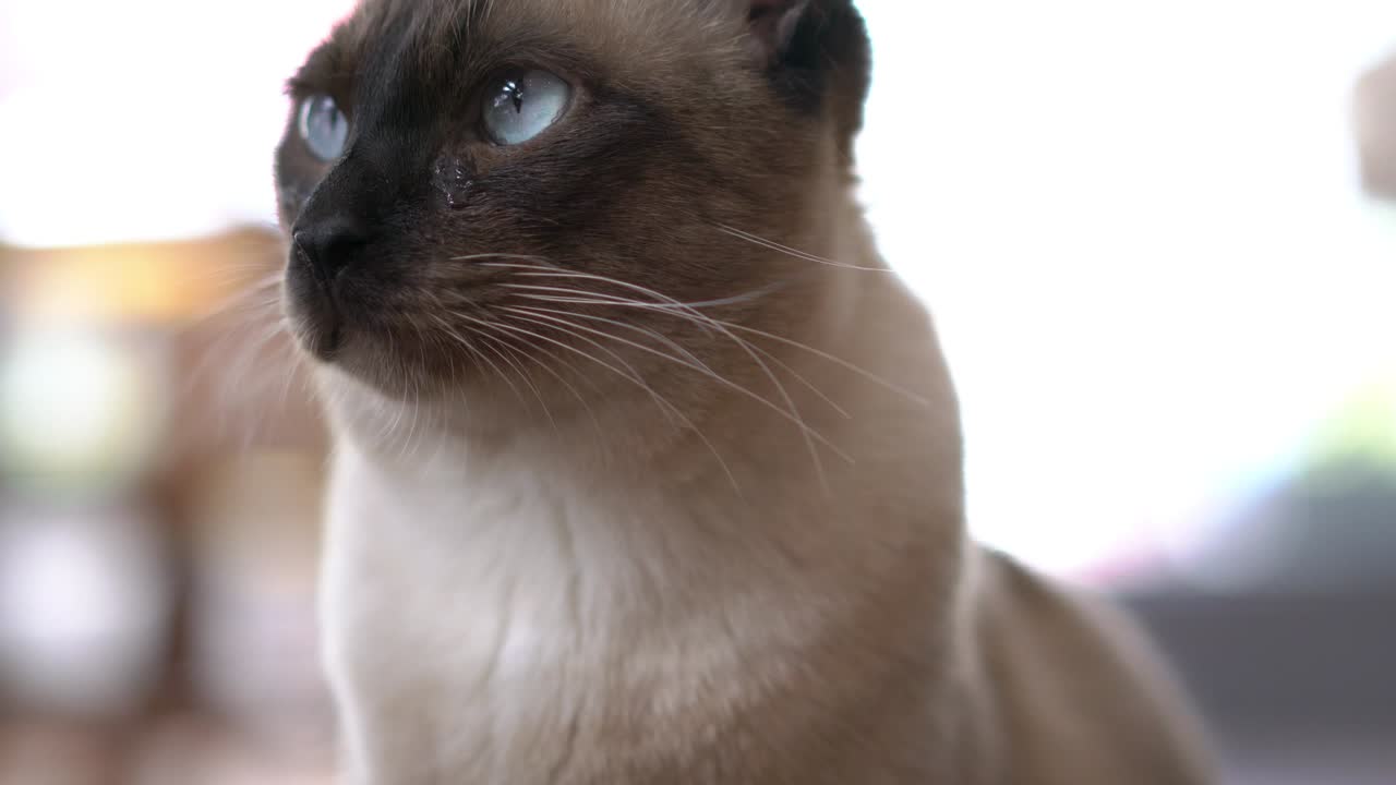 Gattino carino in primo piano con sfondo sfocato. Concetto di animale domestico a casa.