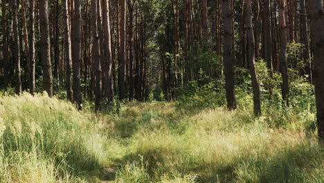 bosque a la luz del día