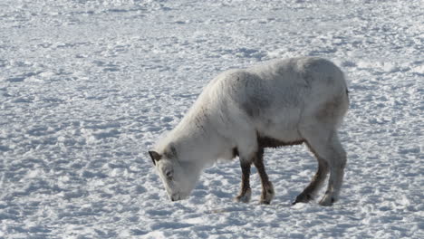 Female-Thinhorn-Sheep-Grazing-On-Snow-In-Yukon,-Canada