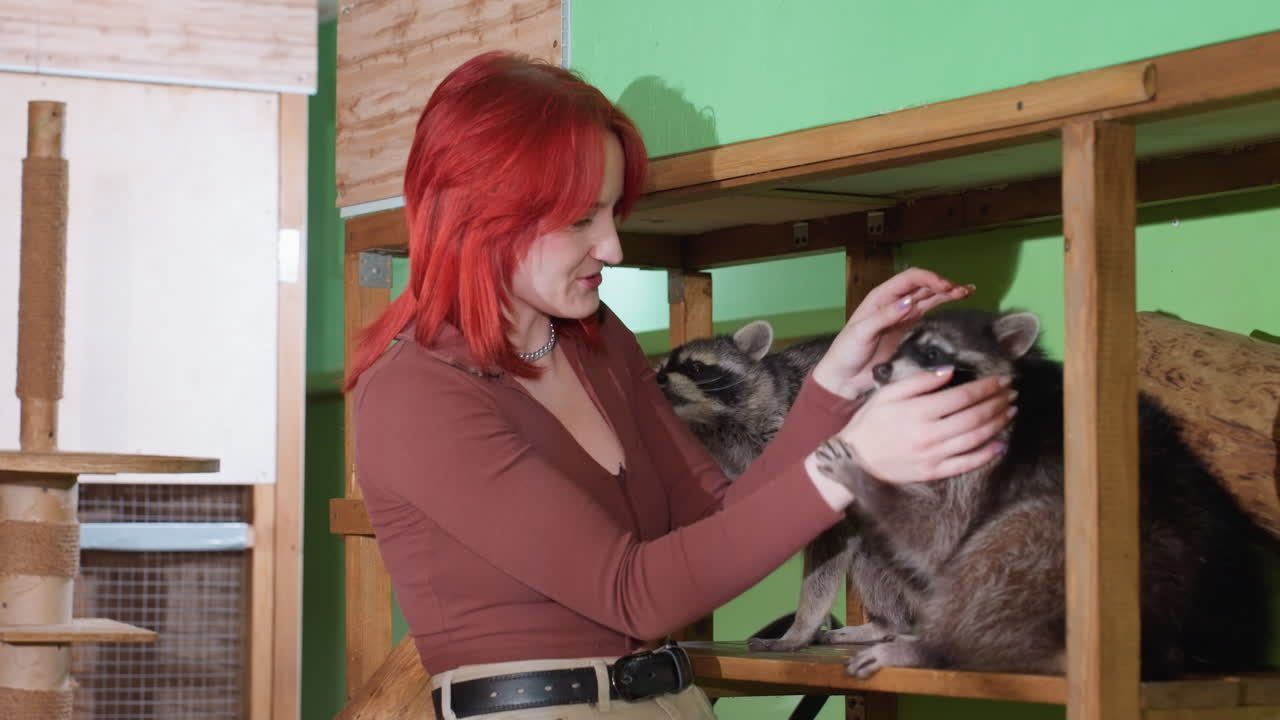 Mulher com um guaxinim em um recinto, voluntária ruiva gentilmente arruma e alimenta o guaxinim em uma plataforma de madeira contra uma parede verde, interação divertida mostrando confiança e vínculo, tratadora dando dicas de treinamento
