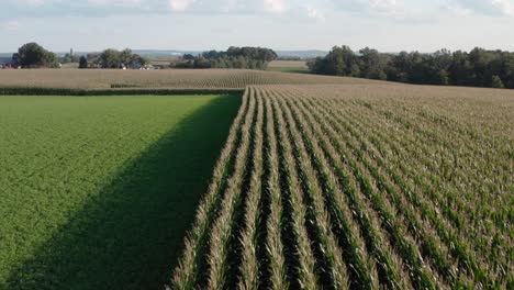 aerial above corn field, alfalfa hay