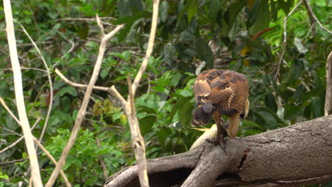 black collard hawk feasting on a fish