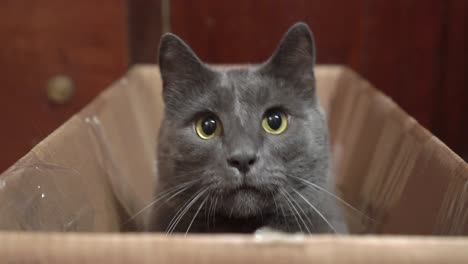 gray cat excited during a game in cardboard box